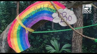 Bonobo Bo Turns 7 with St. Patrick's Day Themed Party - Cincinnati Zoo