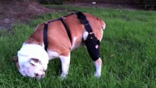 MuttKnee Brace on Winston