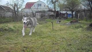 Сноу Гэлакси Шарлиз Тэрон и её малыши