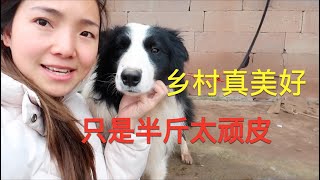 770集：小微和父母一起回农村真幸福，每天起床就有吃的，只是半斤太调皮捣蛋了