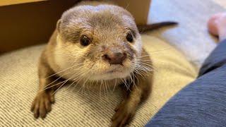 ものすごく大きなダンボールではしゃぐカワウソと高見の猫 Otter and cat frolicking in a very large cardboard box.