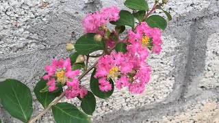 Dạy bé nhận biết thế giới xung quanh/ cây hoa tường vi