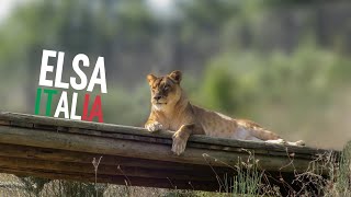 Elsa - the lioness rescued from the circus