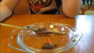 Гигантские слизни в Москве не будут вас заражать бычьим цепнем!