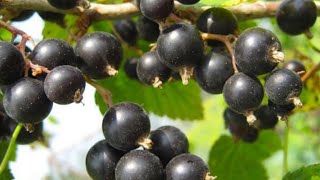 99.Смородина размером с вишню. Осенние заботы.