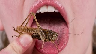 People Eat Insects For The First Time