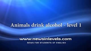 Animals drink alcohol - level 1