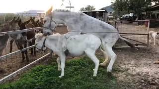 Burros. Conociendo a la nueva burra
