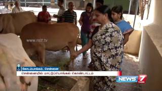 Mattu Pongal celebration in Chennai | News7 Tamil