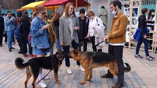 В Тбилиси дарили собак: как в Грузии отметили День защиты бродячих животных
