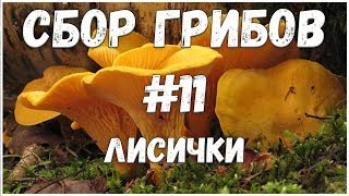Сбор грибов #11 // Лисички  // Лес // Жизнь в деревне