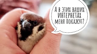 Выпуск воробья. Подарили воробушку колечко и отправили на волю
