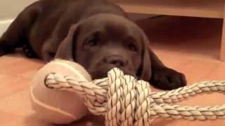 Gorgeous chocolate lab puppy - Samba