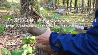ブッシュクラフトナイフGarbergで薪割り　2018 5/12