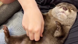 何をしても起きなくなったプニプニカワウソ A whipped otter that no longer wakes up no matter what you do.