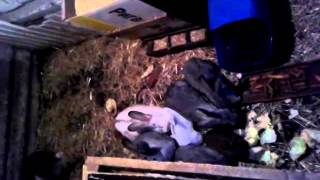 Кролики в яме!!! 15.12.2014