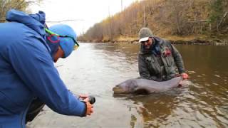 Таймень в Хабаровском крае (TFF Two Fly Fishermen)