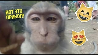 Смешное видео про животных.