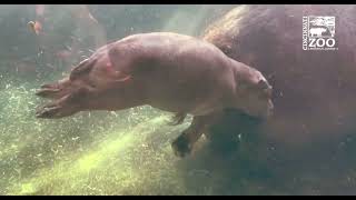 Fiona's Little Hippo Brother Fritz and Mom Bibi Day Outside Again - Cincinnati Zoo