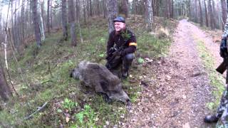 Drivjagt i Polen efter Vildsvin og Dåvildt / Driven Wild boar hunt new www.jagtoglystfiskerhuset.dk