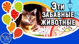 Детское видео для детей. Эти забавные животные. Смешные кошки. Прикольное видео для детей и взрослых