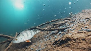 СЕКРЕТНАЯ ПРИКОРМКА ГРАНУЛЫ ЗИМОЙ Подводное видео [зимняя рыбалка 2018]