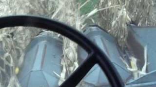 Combining Corn with the Gleaner K