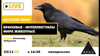 Детский эфир "Врановые - интеллектуалы мира животных" в рамках рубрики "Путешествия с натуралистом"