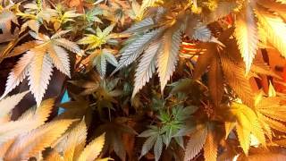 2000 W Indoor marijuana grow, Lemon Haze, purple diesel, Girl Scout cookies, Blu Dream,etc