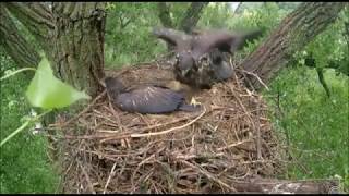DECORAH EAGLES   6/10/2018    8:19 AM  CDT   SOME WET WING ACTION