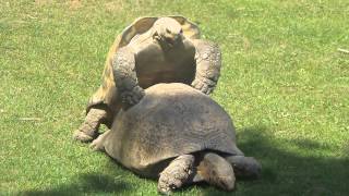 Turtle sex at Karlsruhe Zoo 1