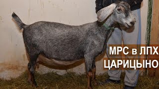 Козоводство в ЛПХ Царицыно