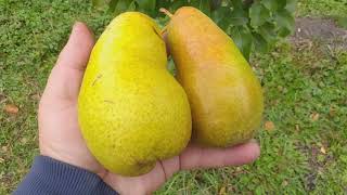 Груша сорт зимний Амфора( pear Amfora)