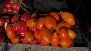 ПОСПЕЛИ САМЫЕ СЛАДКИЕ ТОМАТЫ! 