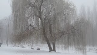Туман. Зима. Город в тумане. Красивые деревья. Fog. Winter. The city is in a fog. Beautiful trees.