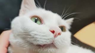 猫、鼻息荒ぶる