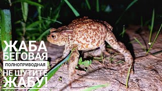 Надула жабу без соломинки и регистрации. Чем же ещё заниматься ночью?