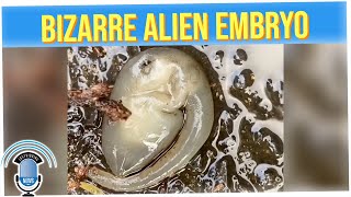 Man Discovers Possible Alien Embryo, Experts Unable to Identify It