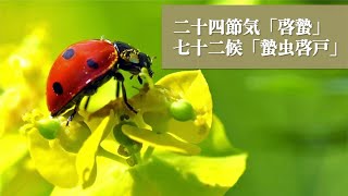 虫達が目を覚ます頃二十四節気「啓蟄」、七十二候「蟄虫啓戸」