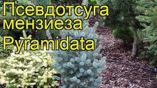 Псевдотсуга мензиеза Пирамидата. Краткий обзор, описание pseudotsuga menziesii Pyramidata