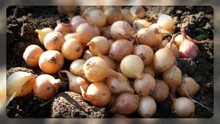 когда и как сажать лук под зиму