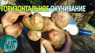 Посадка картофеля с горизонтальным окучиванием Эксперимент Гордеевых с клубнем-мутантом