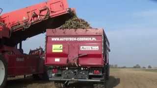 Przyczepa rolnicza AUTO-TECH PSB8 MAXX przy zbiorze marchwii
