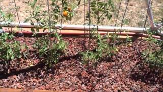 Dachnik Domes & Aquaponics Plant Growth Update