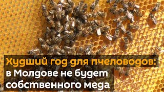 Страна осталась без меда: худший год для пчеловодов Молдовы