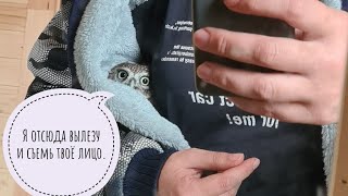 Сыч Лучик мимимикрирует под милого доброго совёнка