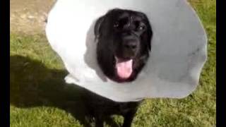 Labradors Are Awesome ★ Funniest Labs! [Trip Burger Pets]