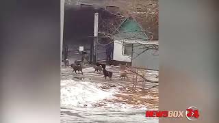 В поселке Краскино стая бродячих собак пугают взрослых и детей
