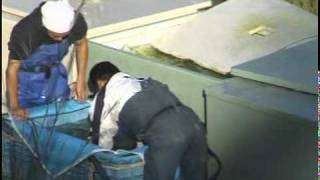 KOI FARM