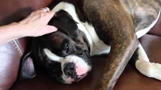 ASMR Tingly Soft Whisper Ear to Ear & Dog Petting.